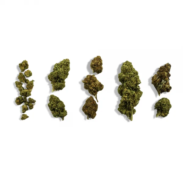 Pack découverte de 5 variété CBD 10gr