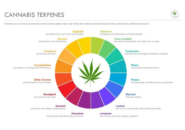 Les Différents Cannabinoïdes Du Chanvre