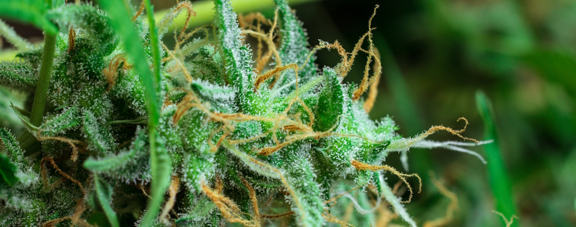 zoom fleur trichomes